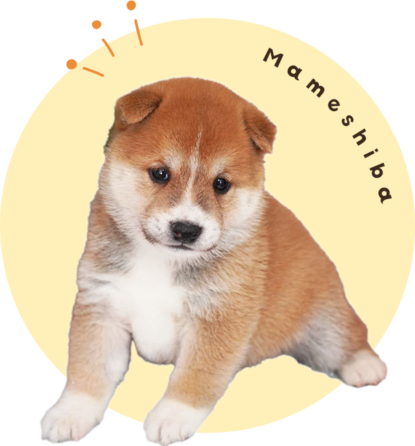 豆柴専門店 Ouaf Ouaf Club