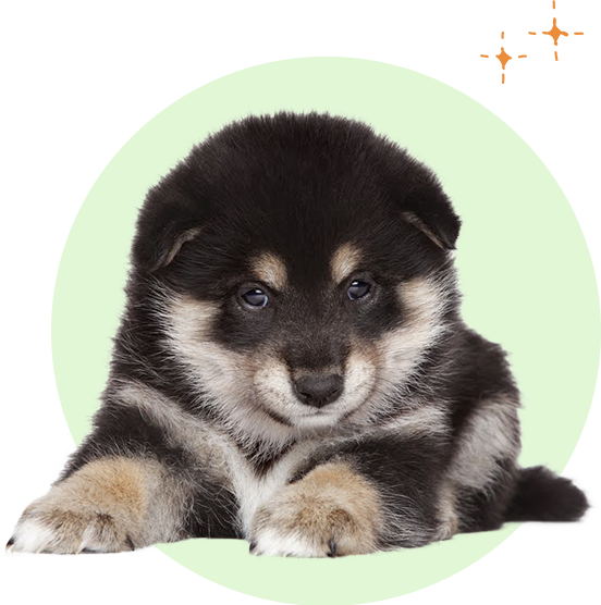 豆柴のことを知ろう!豆柴について